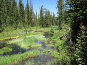 Wetland Meadow, Sawtooth National Forest