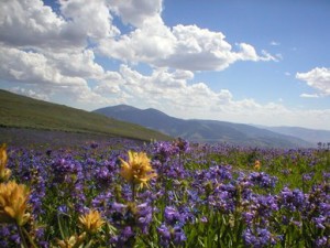 Meadow with yellow and purple flowers, Sawtooth National Forest